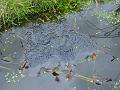 2008-0302-Frogspawn_12_C